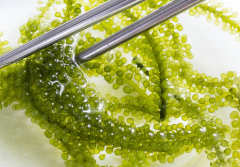 Green Caviar, a must-have anti-ageing treatment